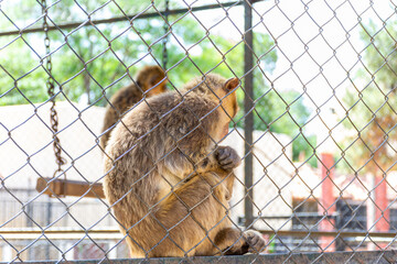 Close up macaque monkeys behind zoo fence.