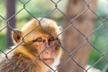Close up macaque monkey portrait behind zoo fence.