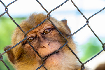 Close up macaque monkey portrait behind zoo fence.