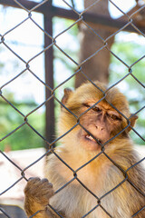 Close up macaque monkey portrait behind zoo fence.