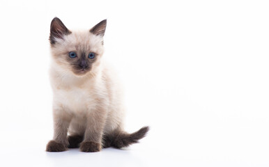 A small blue-eyed Thai or Siamese kitten. Isolation on a white background
