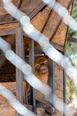 Funny macaque monkey taking a nap behind zoo fence.