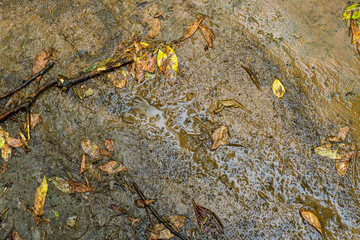 Close-up of wet clay soil with puddles after rain. Small leaves on wet ground.