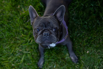 bulldog dog with big eyes looks up and whines asks the owner