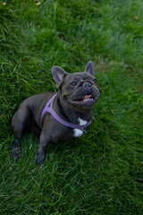 dog french bulldog who sits on the lawn in the park raised his muzzle to the top and opened his mouth he is waiting for the owner to give him food
