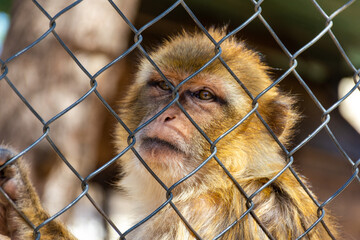 Close up macaque monkey portrait behind zoo fence.