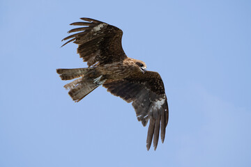 大空を旋回するトンビ