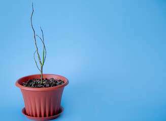 Highlighted on a blue background is a dry sprout of a small lemon tree. The concept of improper care, watering and fertilizing of domestic plants. Space for text.