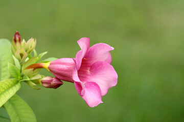 Selective focus of pink flower on its tree with leaves. Pink flowers with blur background and copy space from Thailand.