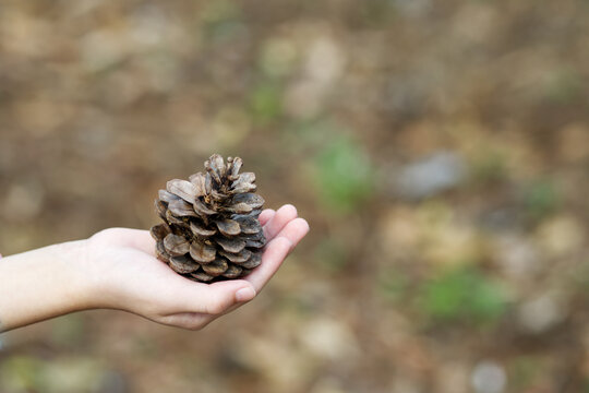ฺBrown pine cones in girl's hand with natural light and copy space from Thailand. - Powered by Adobe