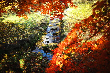 美しい秋の紅葉と川のある風景
