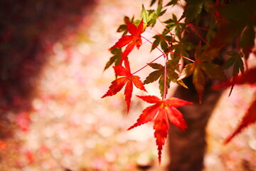 美しい秋の紅葉