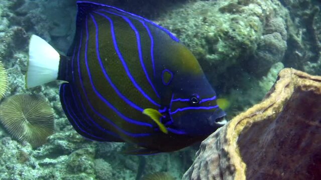 Blue-ringed angelfish (Pomacanthus annularis) eating barrel sponge