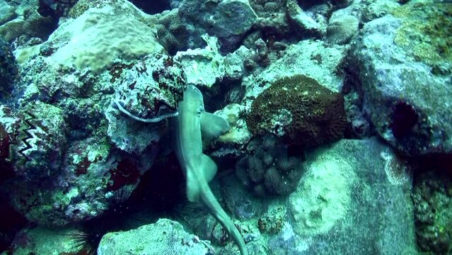 Bamboo shark (Chiloscyllium griseum) swimming between sea urchins