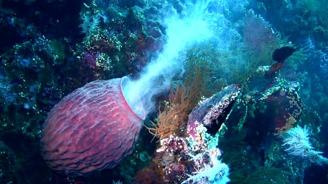 Rare! Barrel sponge (Callyspongia sp.) spawning