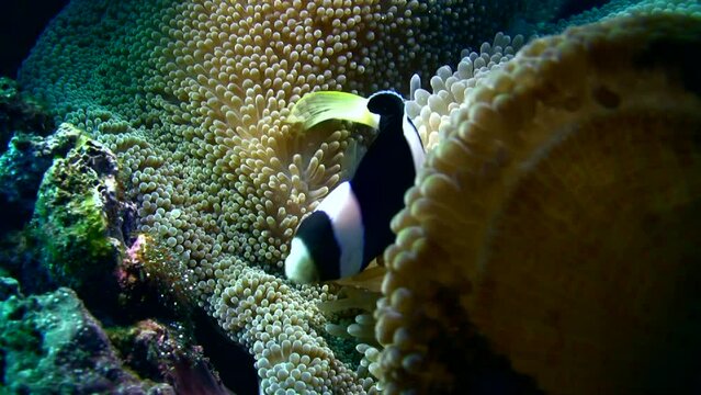 Clark anemone fish (Amphiprion clarkii) taking care of its eggs