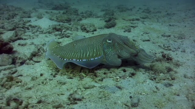 Pharaon cuttle fish (Sepia pharaonis) changing color, protecting its female