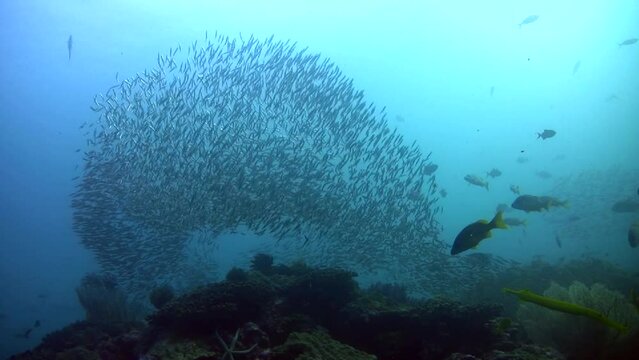 Cloud of glassfishes hunted by trevally