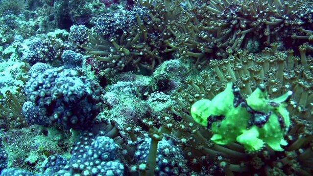 Warty frog fish (Antennarius maculatus) swimming