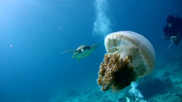 Green sea turtle (Chelonia mydas) eating jellyfish