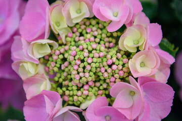 closeup of hydrangea beginning to bloom