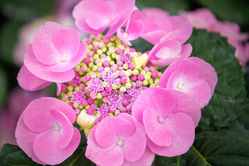 closeup of hydrangea beginning to bloom