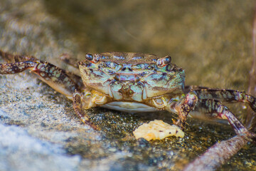 Crab