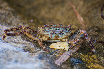 Crab