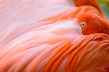 Rolgordijnen Flamingos are resting or sleeping. © nopporn