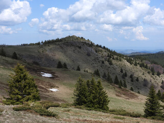 green tall pine trees growing on the mountain Kopaonik