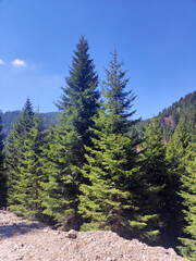 green tall pine trees growing on the mountain Kopaonik