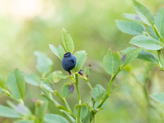 Detail of wild blueberry shrubs growing in forest, healthy blue ripe fruits redy to eat