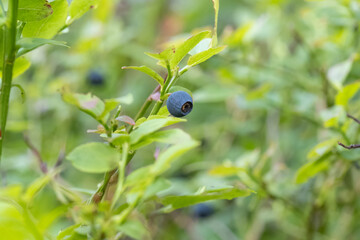 Detail of wild blueberry shrubs growing in forest, healthy blue ripe fruits redy to eat