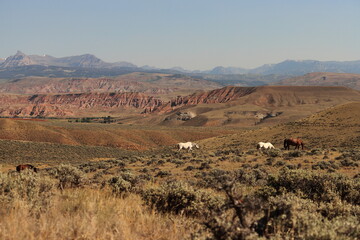 cover shot of wild horses in wyoming