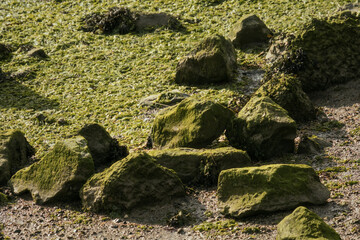 lichen on the rock