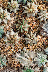 varieties of small cactus  on sand