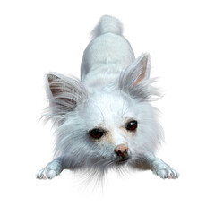 3D Rendering Chihuahua Dog on White