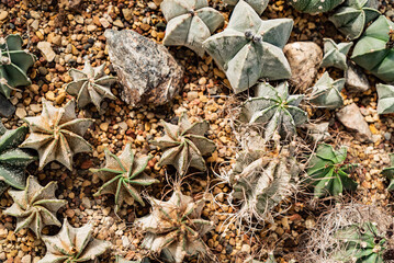 varieties of small cactus  on sand