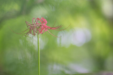 京都　法然院に咲く晩夏の彼岸花