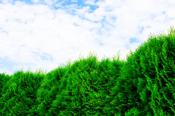Beautiful, coniferous, green arborvitae against the blue summer sky close-up. Natural hedge