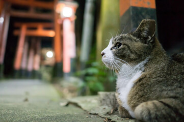 京都 夜の伏見稲荷大社に暮らす野良猫
