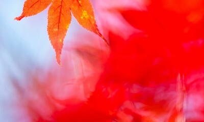 Red Background Very Cool