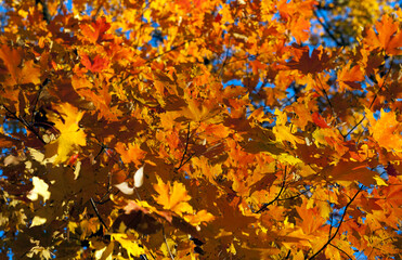 Fall orange maple leaves 