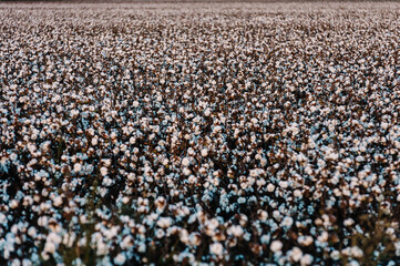 Cotton Field 