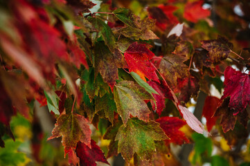 Red and Green Maple Leaves at Fall