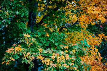 Green and yellow fall leaves