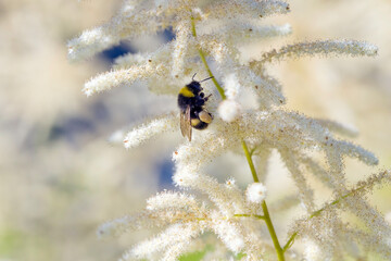 A bee with nectar on the flowers of a Aruncus shrub.