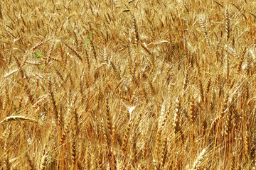 Field with ears of rye. Harvest concept. Selective Focus