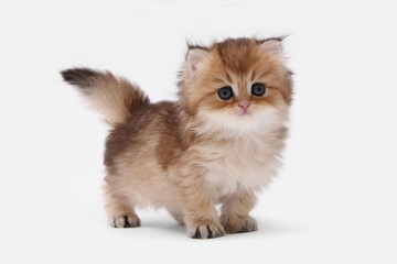 British longhair kitten on white background with green leaves. Golden chinchilla highlander. Cute fluffy kitten . Pets at cozy home. Top view web banner. Funny adorable pets cats. Postcard concept.