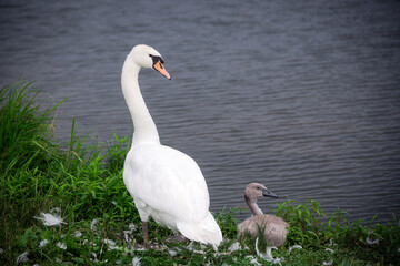 Swan with baby swan cygnet